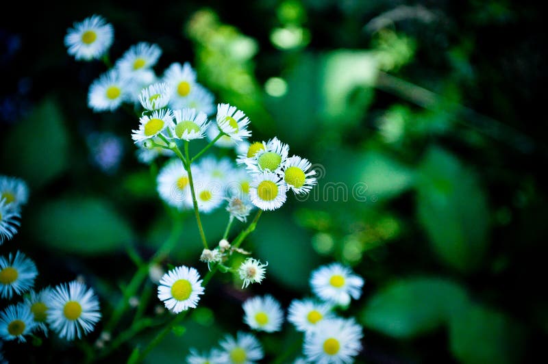 Cùng tận hưởng vẻ đẹp dịu dàng và thanh lịch của những bông hoa trắng tinh khôi này. Không những thế, nghiên cứu khoa học đã chứng minh rằng, màu trắng còn có khả năng giúp ta tập trung tinh thần và giữ gìn sự im lặng nữa đấy!