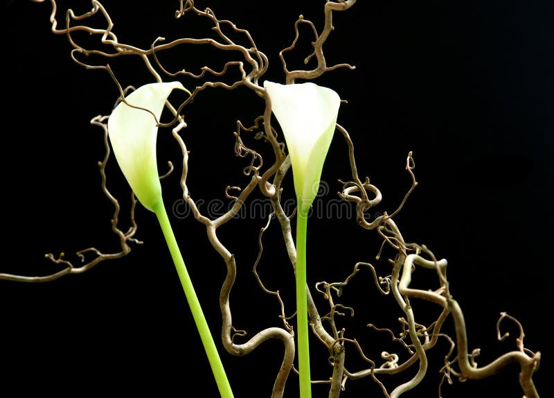 White Flowers On A Black Background Stock Photo - Image of ikebana ...