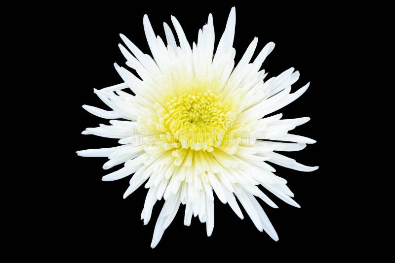 White Flowers on Black Background Stock Photo Image of flowers