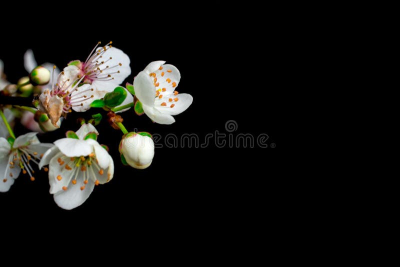 White flowers on black background