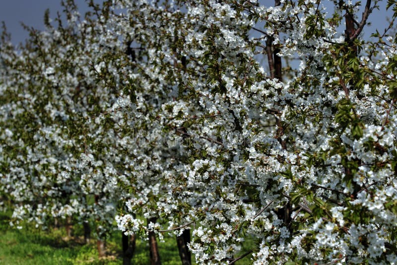 White flowers in bloom stock image. Image of blossom, summer 9074717
