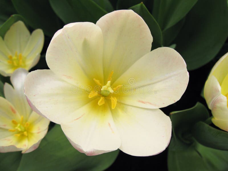 Colorful flowers in bloom stock image. Image of petals 733297