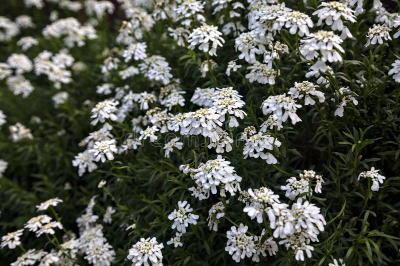White Flowers in Bloom in a Bush Stock Image Image of color, floral