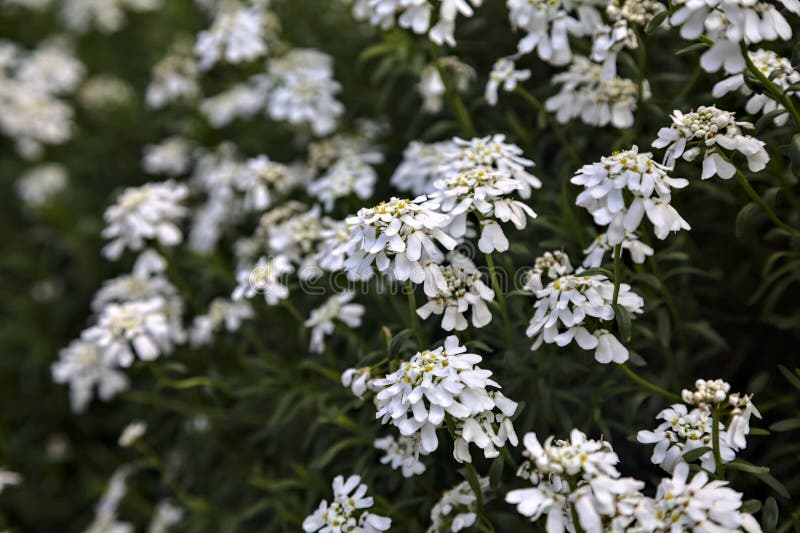 White Flowers in Bloom in a Bush Stock Photo Image of decoration