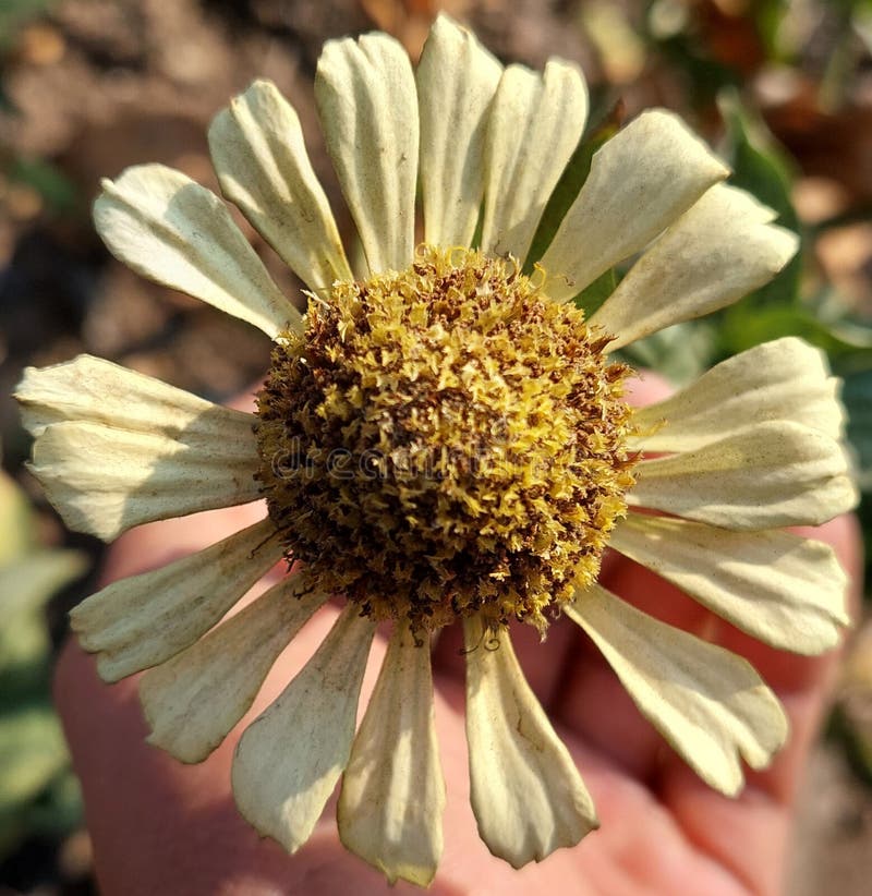 White Flowers that Bloom during the Day Stock Image Image of