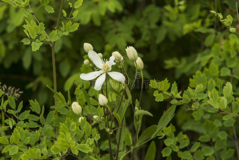White Flowers Bloom in the Field Stock Photo Image of green, season