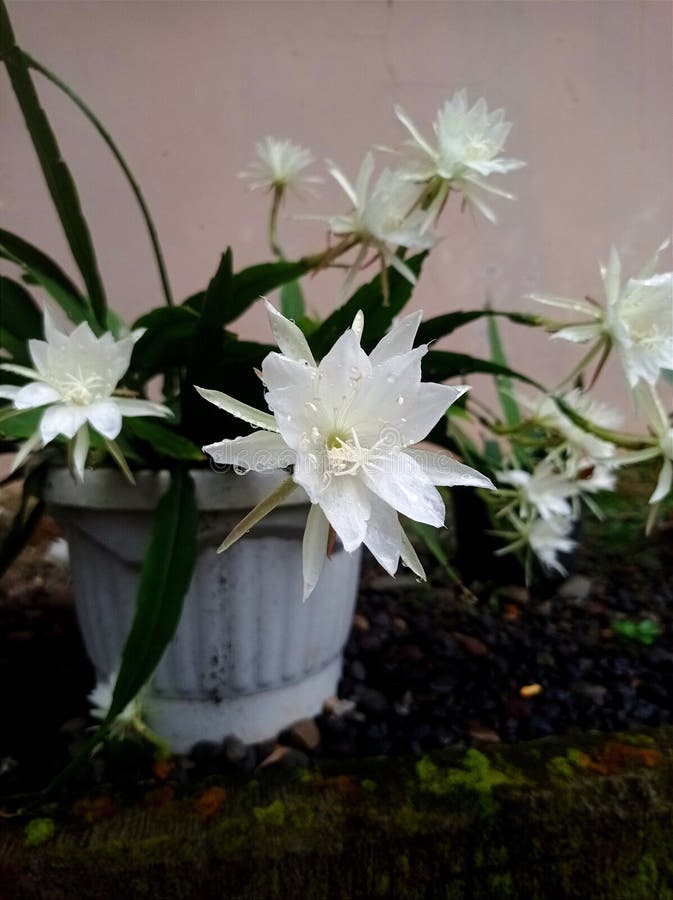 Flowers Bloom Like Fireworks Stock Photos Free & RoyaltyFree Stock