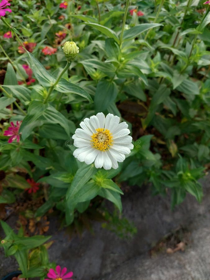 White Flowers Bloom Perfectly Stock Image Image of flower, yellow