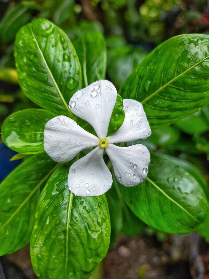 White Flowers that Bloom after the Rain, with Water Dew Still Clinging