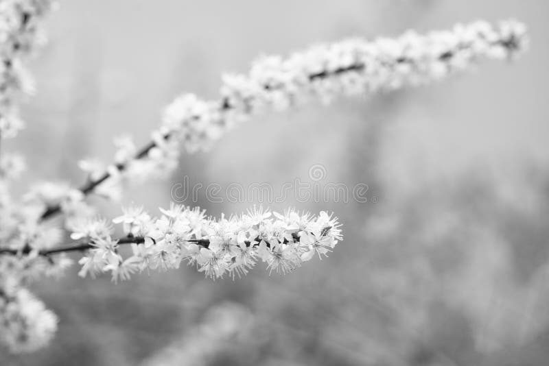 White Flowers of Blooming Sakura Branch in Spring Stock Photo Image