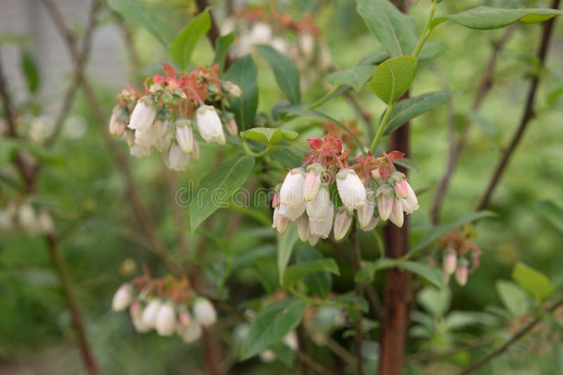 White Flowers Of Blossom Blueberry Bush. Stock Image Image of
