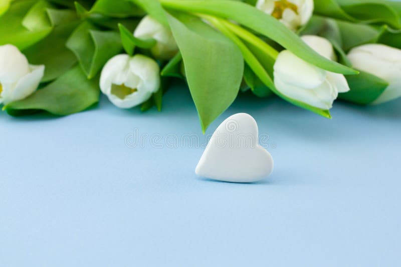 White flowers on blue background. Valentine`s Day background with bouquet of tulips and stone in the form of heart or abstract royalty free stock image White flowers on blue background. Valentine`s Day background with bouquet of tulips and stone in the form of heart or abstract royalty free stock image
