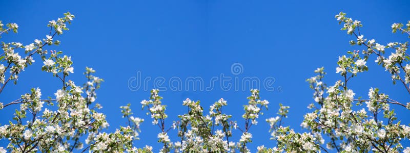 White flowers on branches against a blue sky