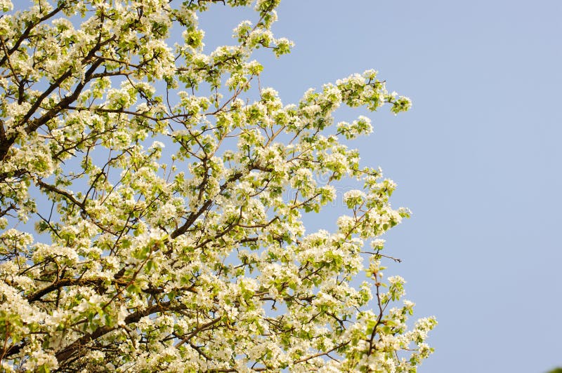 White Flowers on Branches. Spring Tree. Stock Image Image of growth