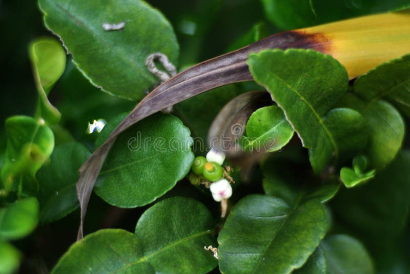 Growing Buds of Kaffir Lime with Flowers Stock Image Image of lime