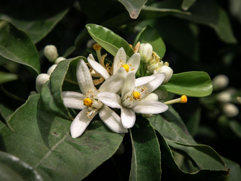 Yellow And Orange  Flower  Buds  On A Tropical Tree  Stock 