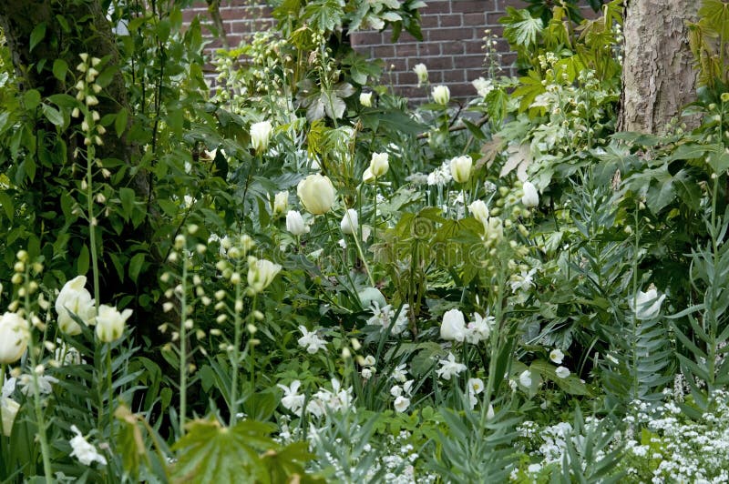 White flowers from bulbs stock photo. Image of green 87510252