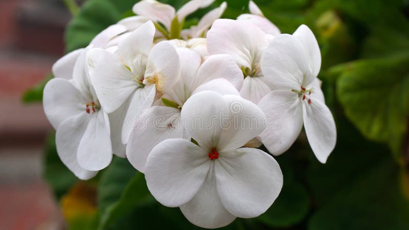 White flowers stock photo. Image of growing, center, vase - 98040318