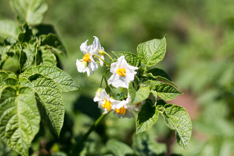 White Flowers on a Bush of Blooming Potatoes.Potatoes Grow in the Field