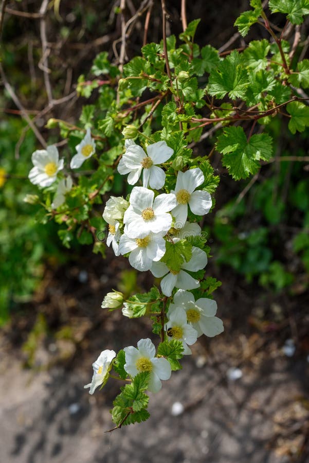 White flowers in the bush stock image. Image of branches 70834793