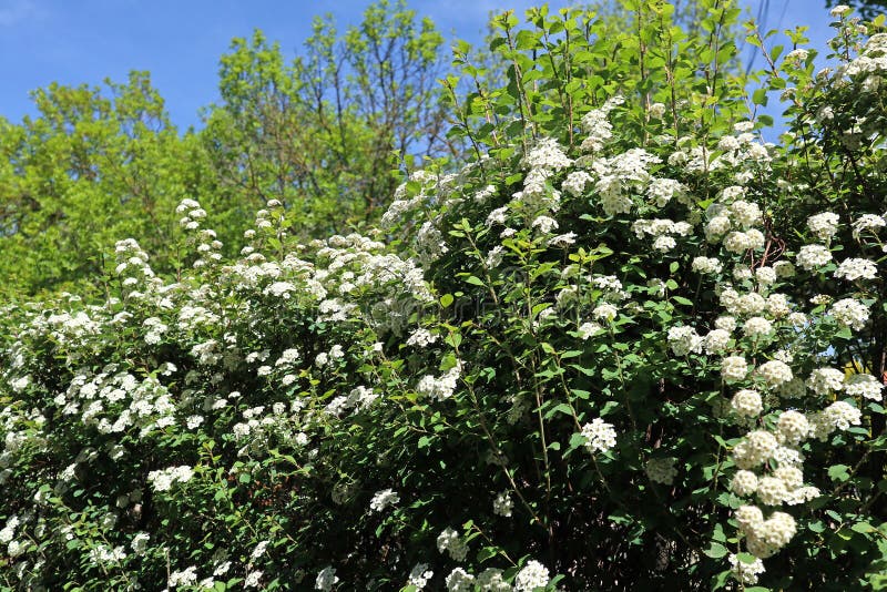 White Flowers of the Bush in Spring Time Stock Photo Image of view