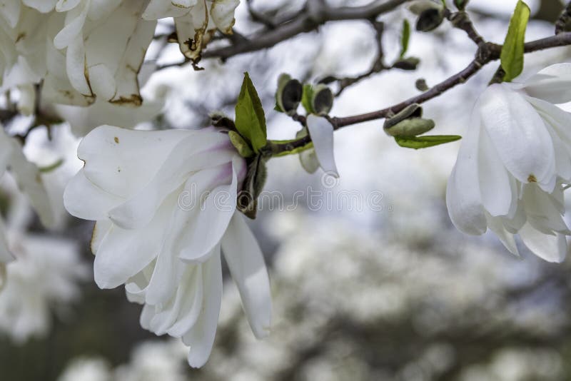 2,960 Wisconsin Flowers Stock Photos Free & RoyaltyFree Stock Photos from Dreamstime