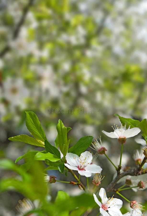 White Flowers of a Cherry Tree Against the Background of Fruit Trees