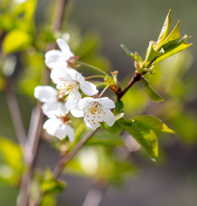 White Flowers on a Cherry Tree. Stock Image Image of season, fresh
