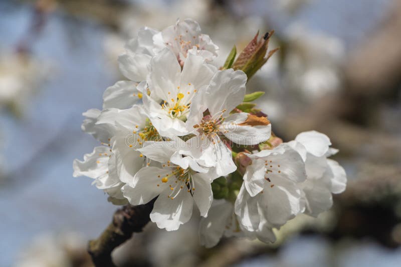 White Flowers of Cherry Tree Stock Image Image of white, vegetable