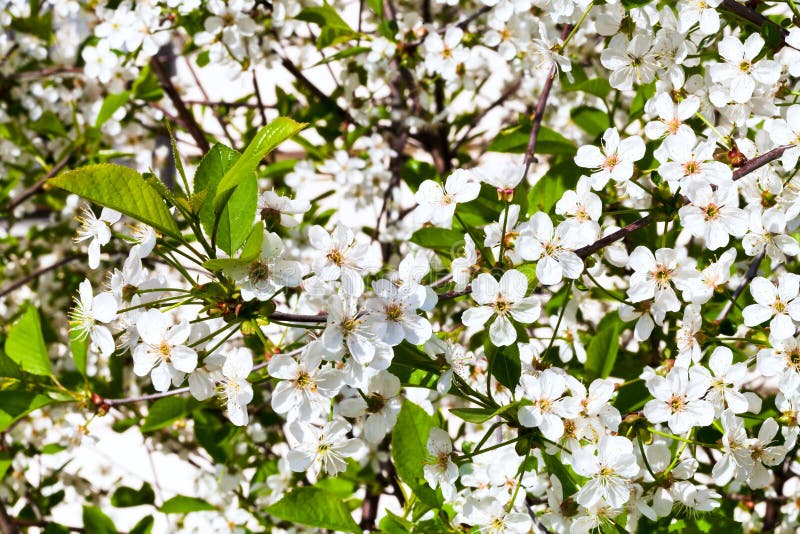 White Flowers of Cherry Tree Stock Image Image of outdoors, floral