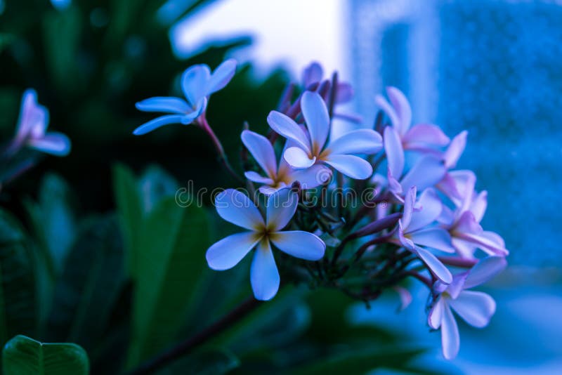 White Flowers Closeup Flowering Trees Stock Photo Image of botany