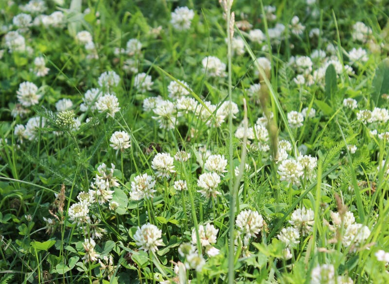 White flowers of a clover stock image. Image of white 75165083