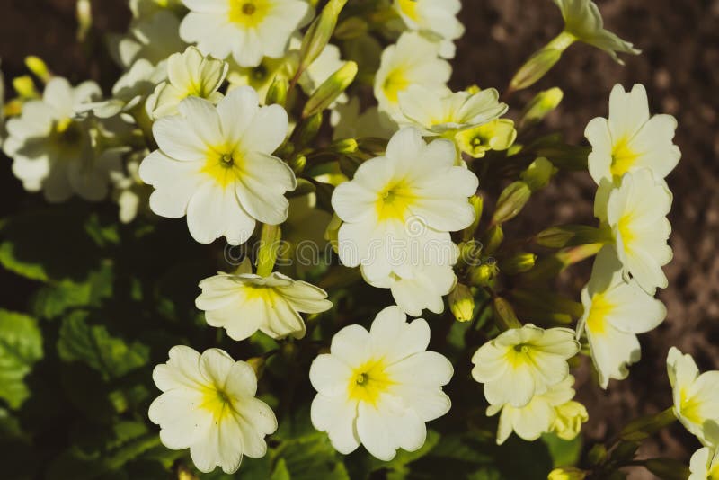 Yellow Flowers the Common Primrose in the Garden, Closeup. Stock Photo