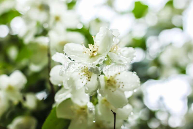  White  Flowers  With Dew  Drops  Stock Photo Image of floral 