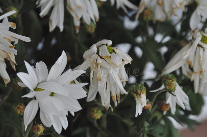 White flowers stock image. Image of green, white, plants 92471153