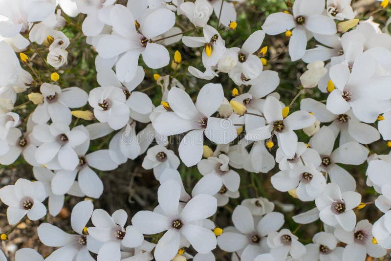 White Flowers in Early Spring Stock Image Image of closeup, spring