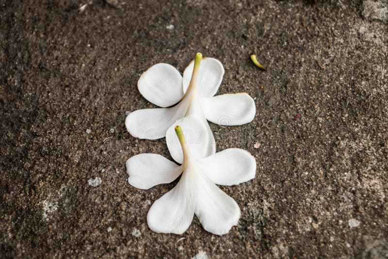 White Flowers Fall To the Ground Stock Image Image of beauty, design