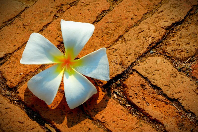 White Flowers Falling To Ground Stock Photos Free & RoyaltyFree