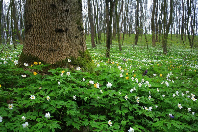 White flowers in forest stock photo. Image of tree, forest 4985008
