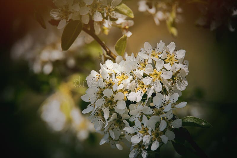 White Flowers of a Fruit Tree Blossoming in Spring Stock Image Image