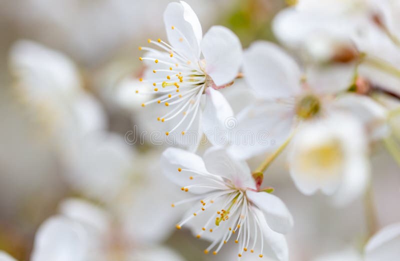 White Flowers on a Fruit Tree on Nature Stock Image Image of floral