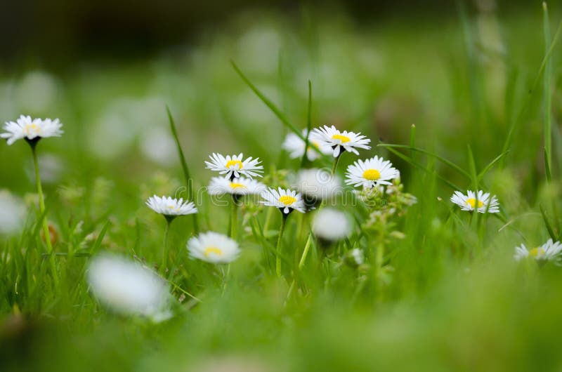 White flowers on grass stock image. Image of freshness 89887253