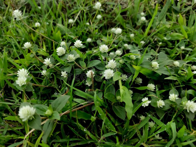 The White Flowers of Grasses Stock Image Image of garden, flora