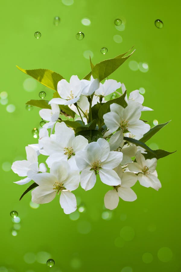 White Flowers on a Green Background Stock Image - Image of fragrance