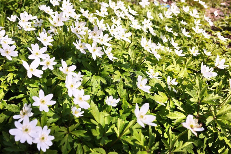 White Flowers Grow in the Spring Sunny Forest. Details and Closeup