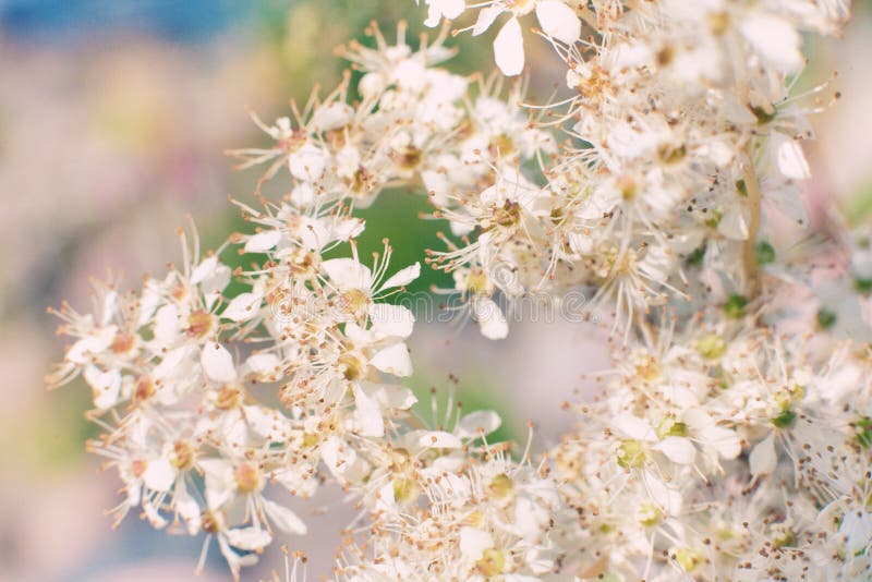 White flowers of jasmine