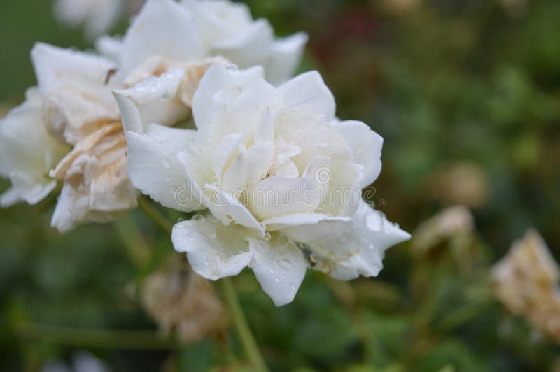 White Flowers of Jasmine Heavy Scented White Flowers are Borne and