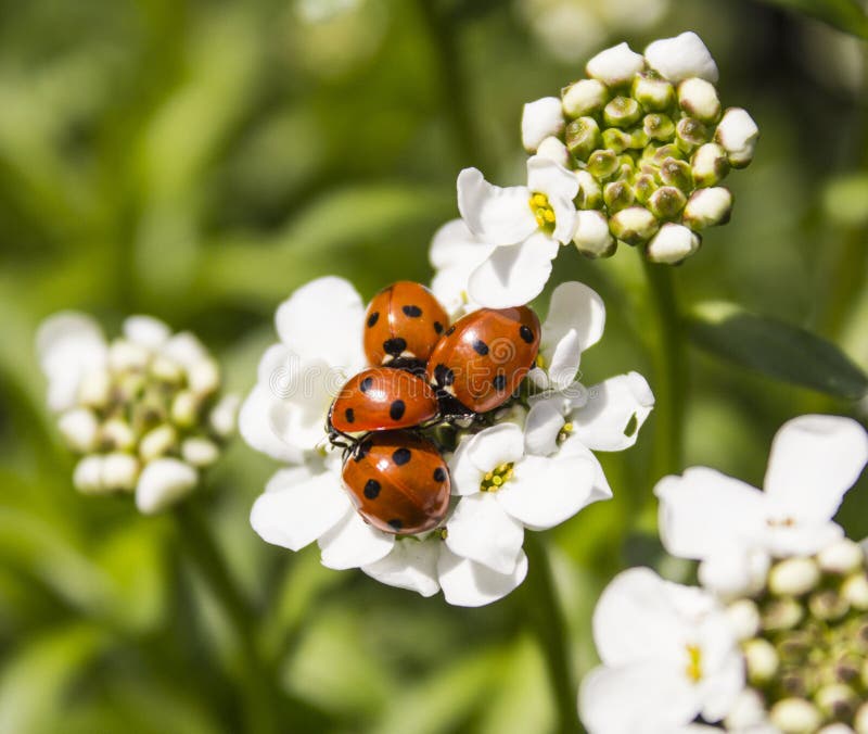 White flowers with ladybirds