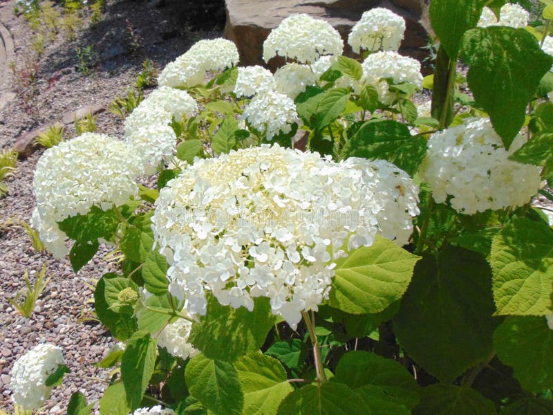 White Flowers stock image. Image of green, flower, white 95309705