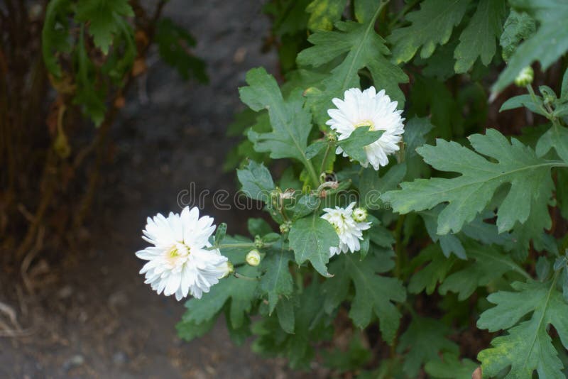 3 White Flowers in Leafage of Chrysanthemum in September Stock Image